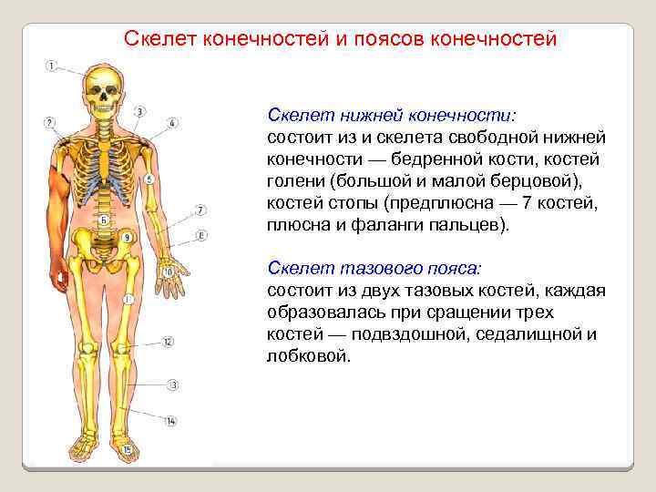 Скелет конечностей и поясов конечностей Скелет нижней конечности: состоит из и скелета свободной нижней