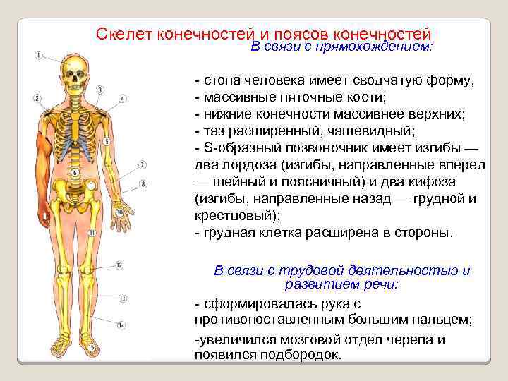 Перечислите особенности скелета