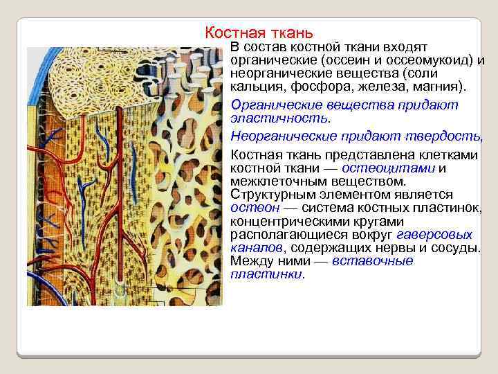 Костная ткань это. Органические вещества костной ткани. Неорганические вещества костной ткани. Костная ткань состоит из особых клеток основу которых составляет. Химии органическое вещество костная ткань.