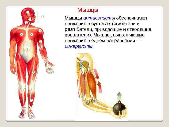 Мышцы антагонисты обеспечивают движение в суставах (сгибатели и разгибатели, приводящие и отводящие, вращатели). Мышцы,