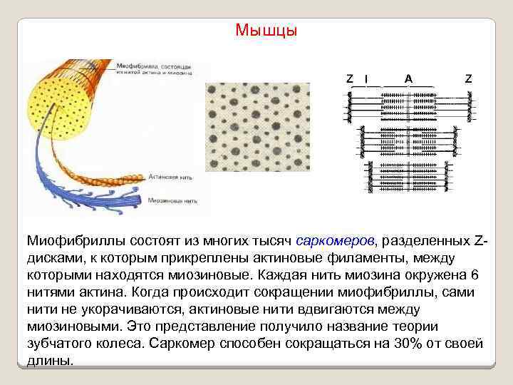 Мышцы Миофибриллы состоят из многих тысяч саркомеров, разделенных Zдисками, к которым прикреплены актиновые филаменты,