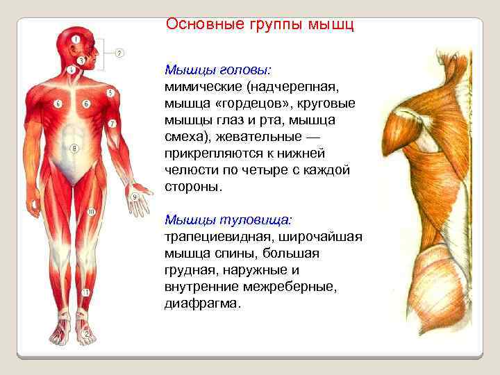 Основные группы мышц Мышцы головы: мимические (надчерепная, мышца «гордецов» , круговые мышцы глаз и