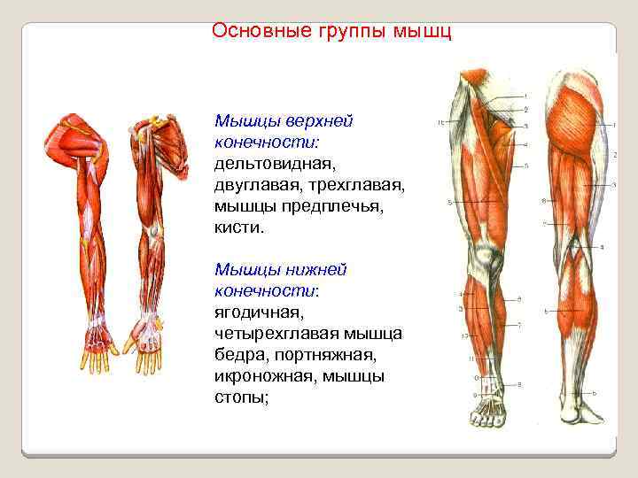 Мышцы верхних конечностей мышцы верхней конечности