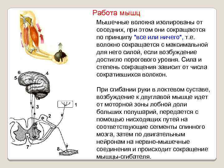 Работа мышц Мышечные волокна изолированы от соседних, при этом они сокращаются по принципу 