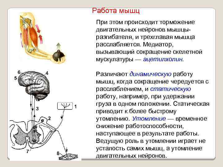 Работа мышц При этом происходит торможение двигательных нейронов мышцыразгибателя, и трехглавая мышца расслабляется. Медиатор,