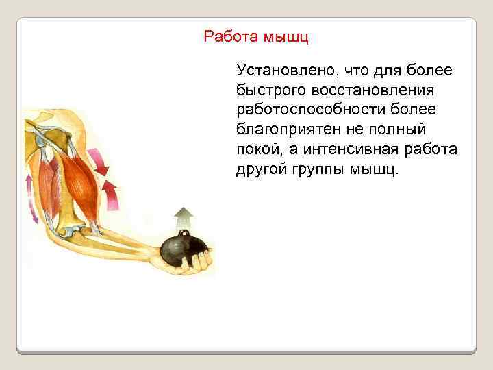 Работа мышц Установлено, что для более быстрого восстановления работоспособности более благоприятен не полный покой,