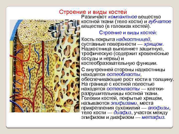 Губчатое костное вещество находится