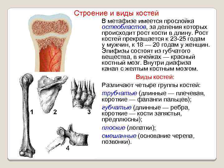 Какая структура обеспечивает кости в ширину. Типы строения костей. Рост трубчатых костей.