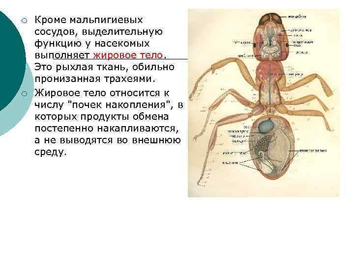 Мальпигиевы сосуды насекомых это