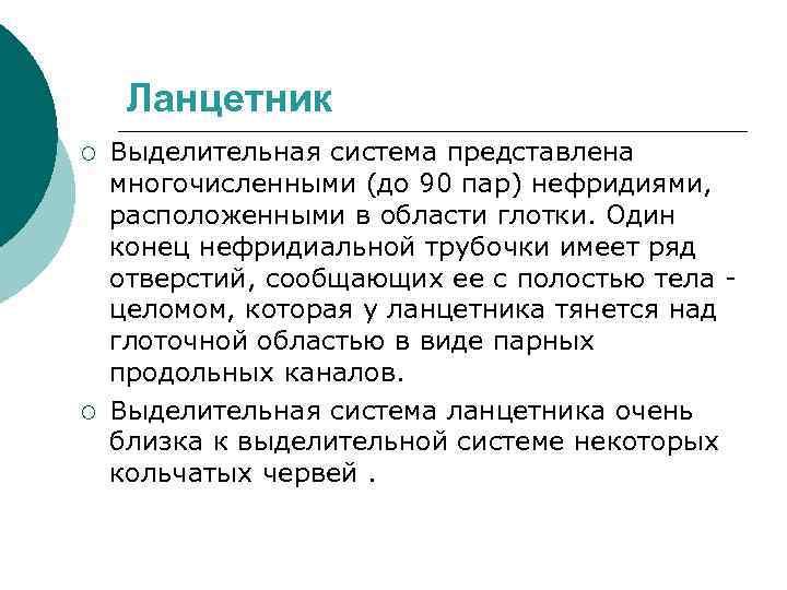 Ланцетник ¡ ¡ Выделительная система представлена многочисленными (до 90 пар) нефридиями, расположенными в области