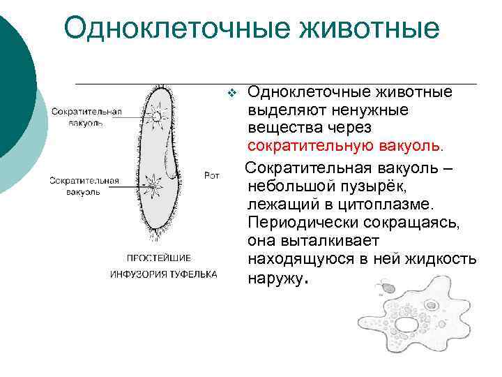 Одноклеточные животные v Одноклеточные животные выделяют ненужные вещества через сократительную вакуоль. Сократительная вакуоль –