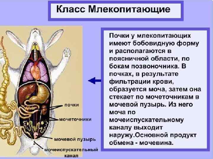 Одноклеточные животные презентация