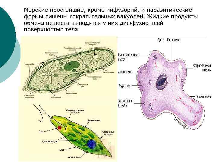 Сократительная вакуоль характерный признак