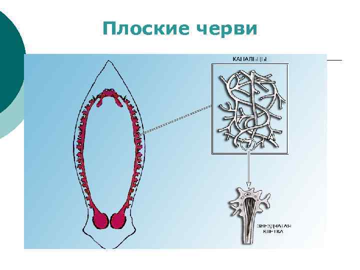 Плоские черви 