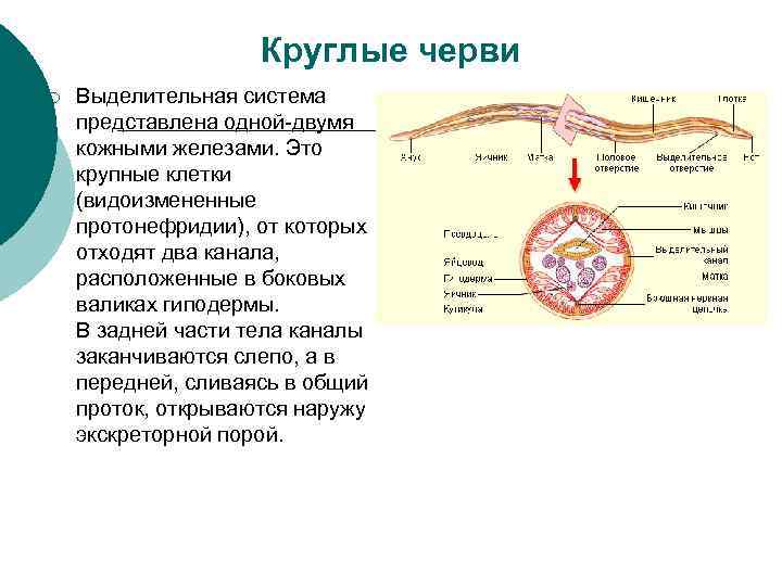 Появление третьего слоя клеток в зародыше червей направление эволюции