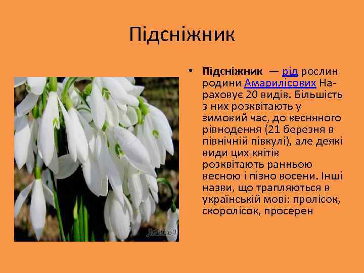 Підсніжник • Підсніжник — рід рослин родини Амарилісових Нараховує 20 видів. Більшість з них