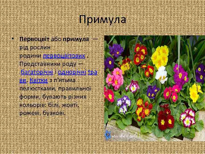 Примула • Первоцвіт або примула — рід рослин родини первоцвітових. Представники роду — багаторічні