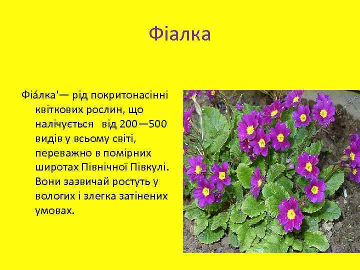 Фіалка Фіа лка'— рід покритонасінні квіткових рослин, що налічується від 200— 500 видів у