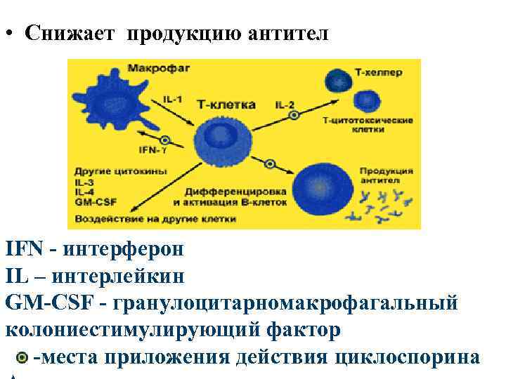  • Снижает продукцию антител IFN - интерферон IL – интерлейкин GM-CSF - гранулоцитарномакрофагальный