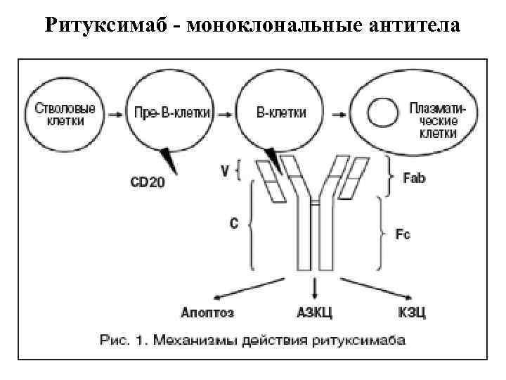 Ритуксимаб - моноклональные антитела 