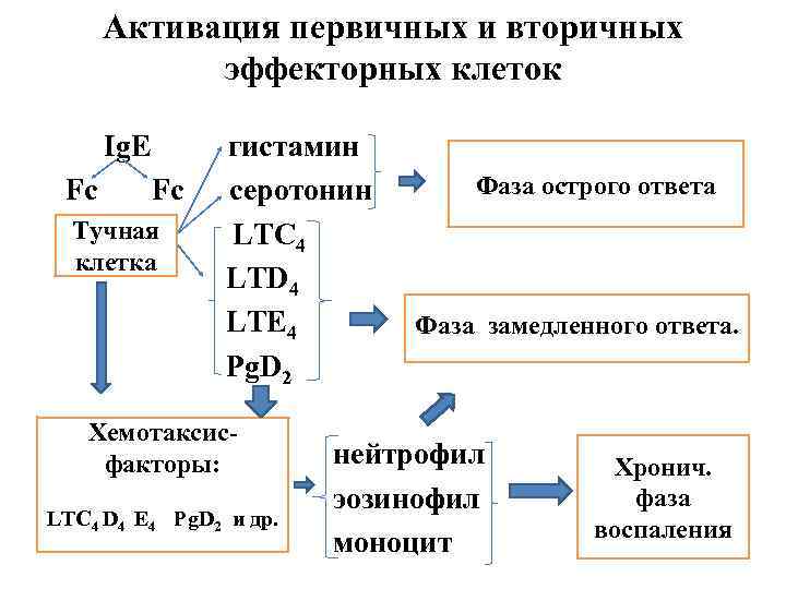 Активация первичных и вторичных эффекторных клеток Ig. Е гистамин Фаза острого ответа Fc серотонин