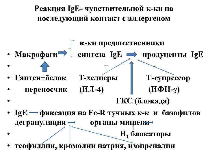 Реакция Ig. E- чувствительной к-ки на последующий контакт с аллергеном к-ки предшественники • Макрофаги