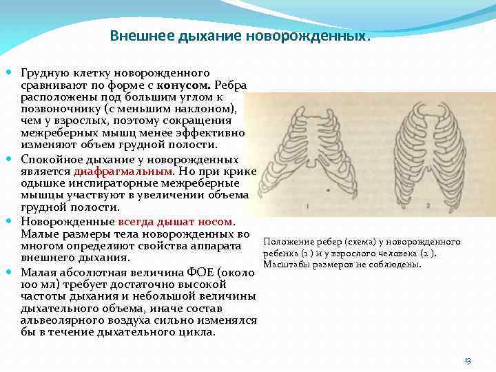 Частое дыхание у новорожденного. Колоколообразная грудная клетка у детей. Особенности строения грудной клетки у детей раннего возраста. Форма грудной клетки у новорожденного. Дыхание у новорожденных.