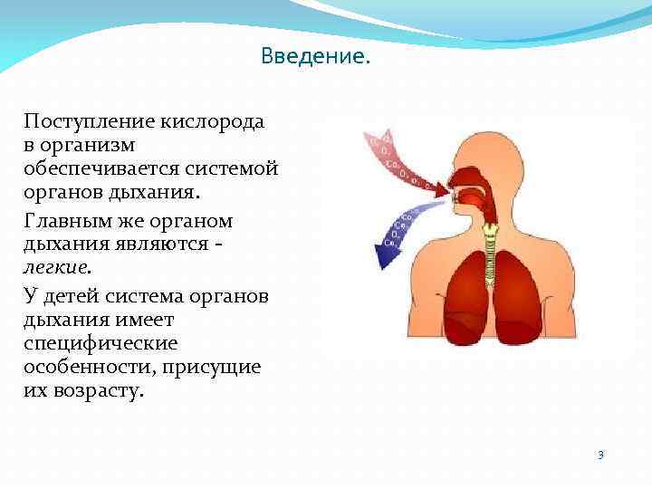 Реферат по теме Анатомия, физиология и патология дыхательной системы у детей