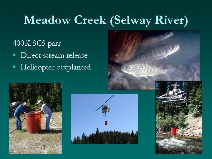 Meadow Creek (Selway River) 400 K SCS parr • Direct stream release • Helicopter