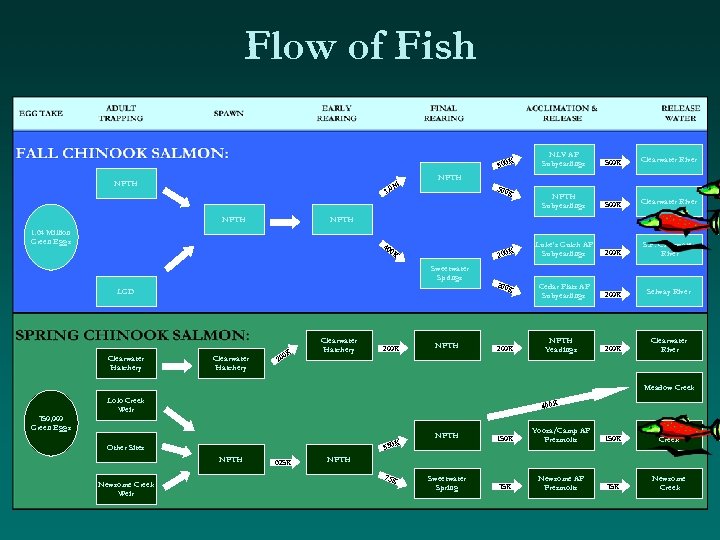 Flow of Fish 500 K Clearwater River NPTH Subyearlings 500 K Clearwater River Luke’s