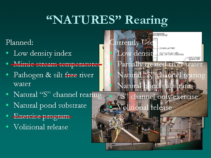 “NATURES” Rearing Planned: • Low density index • Mimic stream temperatures • Pathogen &