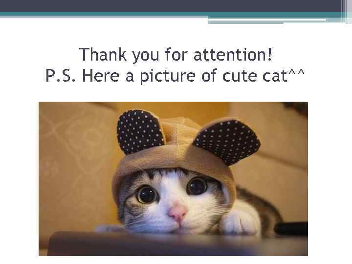Thank you for attention! P. S. Here a picture of cute cat^^ 