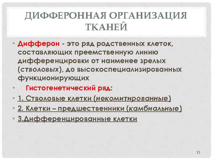 ДИФФЕРОННАЯ ОРГАНИЗАЦИЯ ТКАНЕЙ • Дифферон - это ряд родственных клеток, составляющих преемственную линию дифференцировки