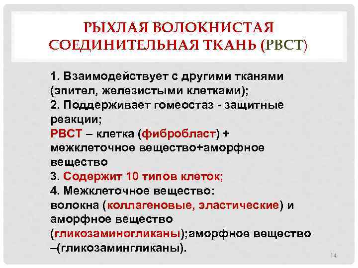 РЫХЛАЯ ВОЛОКНИСТАЯ СОЕДИНИТЕЛЬНАЯ ТКАНЬ (РВСТ) 1. Взаимодействует с другими тканями (эпител, железистыми клетками); 2.