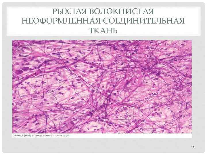 РЫХЛАЯ ВОЛОКНИСТАЯ НЕОФОРМЛЕННАЯ СОЕДИНИТЕЛЬНАЯ ТКАНЬ 18 