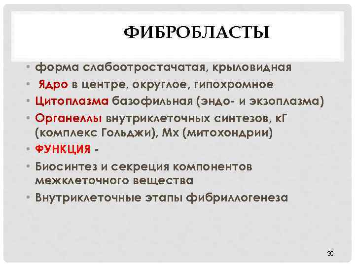 ФИБРОБЛАСТЫ форма слабоотростачатая, крыловидная Ядро в центре, округлое, гипохромное Цитоплазма базофильная (эндо- и экзоплазма)