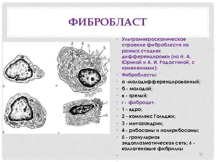 1 схема ультрамикроскопического строения основной обонятельной области