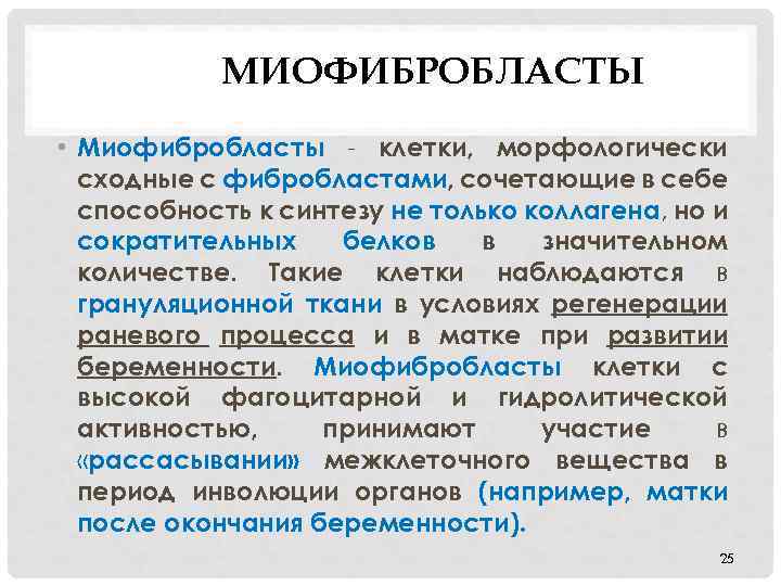 МИОФИБРОБЛАСТЫ • Миофибробласты - клетки, морфологически сходные с фибробластами, сочетающие в себе способность к