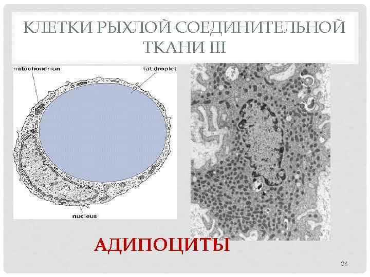 Основные клетки рыхлой ткани