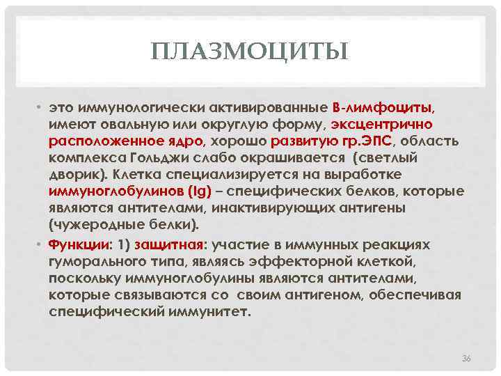 ПЛАЗМОЦИТЫ • это иммунологически активированные В-лимфоциты, имеют овальную или округлую форму, эксцентрично расположенное ядро,