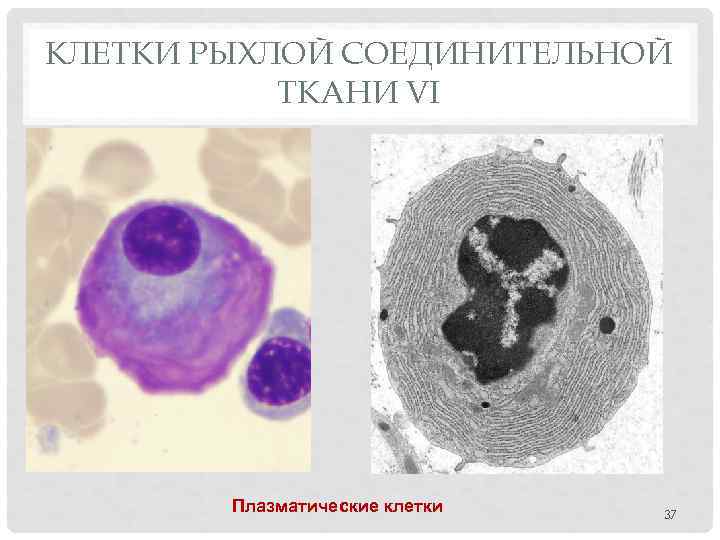 КЛЕТКИ РЫХЛОЙ СОЕДИНИТЕЛЬНОЙ ТКАНИ VI Плазматические клетки 37 