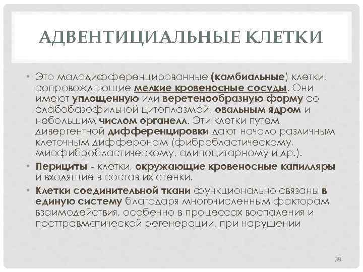 АДВЕНТИЦИАЛЬНЫЕ КЛЕТКИ • Это малодифференцированные (камбиальные) клетки, сопровождающие мелкие кровеносные сосуды. Они имеют уплощенную