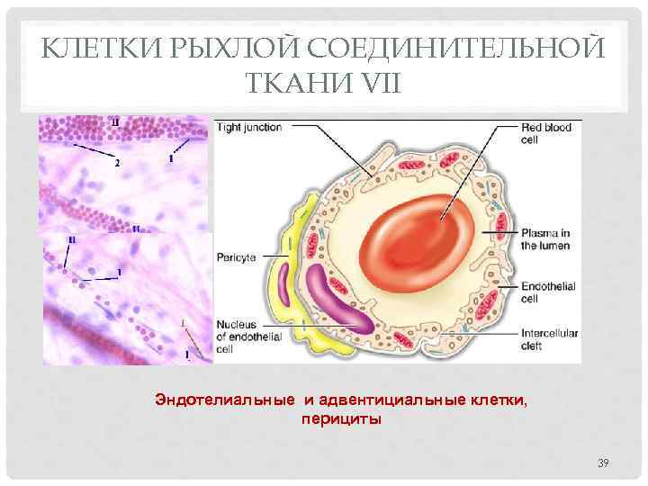 КЛЕТКИ РЫХЛОЙ СОЕДИНИТЕЛЬНОЙ ТКАНИ VII Эндотелиальные и адвентициальные клетки, перициты 39 