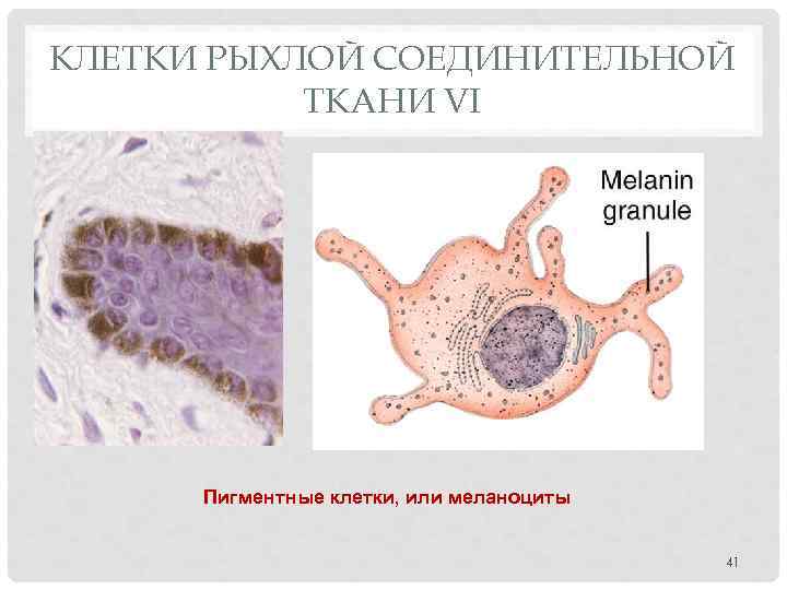 КЛЕТКИ РЫХЛОЙ СОЕДИНИТЕЛЬНОЙ ТКАНИ VI Пигментные клетки, или меланоциты 41 