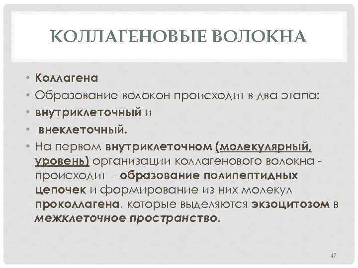 КОЛЛАГЕНОВЫЕ ВОЛОКНА • • • Коллагена Образование волокон происходит в два этапа: внутриклеточный и