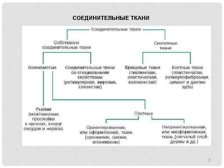 СОЕДИНИТЕЛЬНЫЕ ТКАНИ 5 