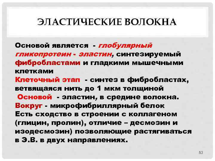 ЭЛАСТИЧЕСКИЕ ВОЛОКНА Основой является - глобулярный гликопротеин - эластин, синтезируемый фибробластами и гладкими мышечными