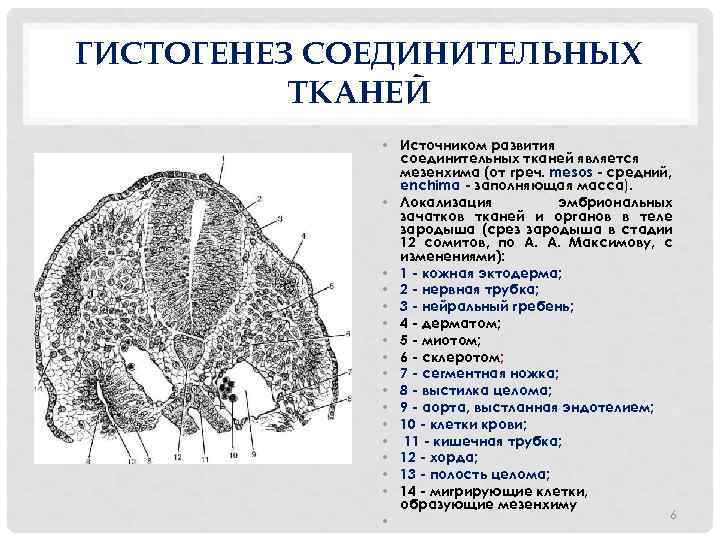 Гистогенез мышечной ткани