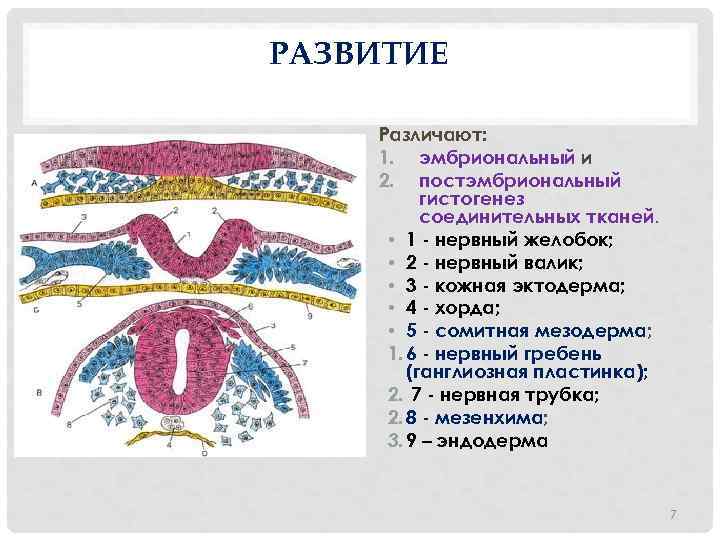 РАЗВИТИЕ Различают: 1. эмбриональный и 2. постэмбриональный гистогенез соединительных тканей. • 1 - нервный