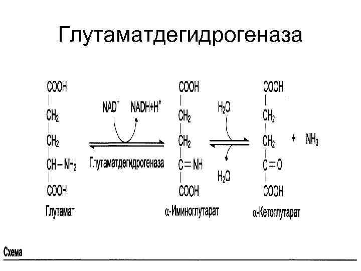 Глутаматдегидрогеназа 